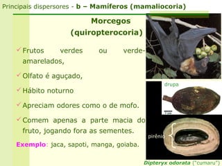 Principais dispersores - b – Mamíferos (mamaliocoria)

                          Morcegos
                    (quiropterocoria)

     Frutos     verdes     ou      verde-
     amarelados,

     Olfato é aguçado,
                                                   drupa
     Hábito noturno

     Apreciam odores como o de mofo.

     Comem apenas a parte macia do
     fruto, jogando fora as sementes.
                                             pirênio       s


    Exemplo: jaca, sapoti, manga, goiaba.

                                            Dipteryx odorata (“cumaru”)
 