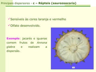 Principais dispersores - c – Répteis (saurozoocoria)




    Sensíveis às cores laranja e vermelho

    Olfato desenvolvido.



   Exemplo: jacarés e iguanas
   comem    frutos    de   Annona
   glabra       e    realizam   a
   dispersão.
 