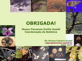OBRIGADA!
Museu Paraense Emílio Goeldi
  Coordenação de Botânica


                Ely Simone Cajueiro Gurgel
                esgurgel@museu-goeldi.br
                               3217-6077
 