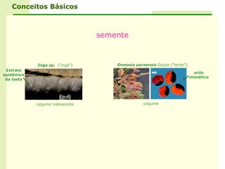 Conceitos Básicos



                                 semente


            Inga sp. (“ingá”)        Ormosia paraensis Ducke (“tento”)
 Extrato
                                                                           arilo
epidémico
                                                                         mimético
 da testa




            Legume indeiscente                   Legume
 
