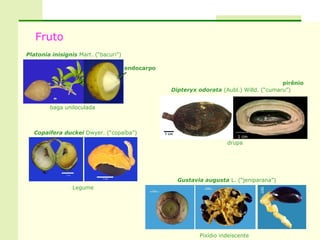 Fruto
Platonia inisignis Mart. (“bacuri”)

                                      endocarpo

                                                                                         pirênio
                                                  Dipteryx odorata (Aubl.) Willd. (“cumaru”)


        baga uniloculada
                                                                                  s


  Copaifera duckei Dwyer. (“copaíba”)
                                                                         1 cm
                                                                     drupa




                                                    Gustavia augusta L. (“jeniparana”)
                 Legume




                                                           Pixídio indeiscente
 