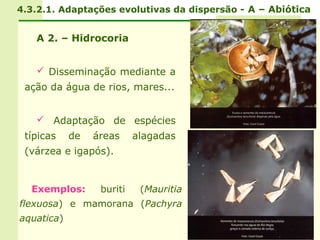 4.3.2.1. Adaptações evolutivas da dispersão - A – Abiótica


   A 2. – Hidrocoria


    Disseminação mediante a
 ação da água de rios, mares...


    Adaptação de espécies
 típicas    de   áreas     alagadas
 (várzea e igapós).


  Exemplos:       buriti    (Mauritia
flexuosa) e mamorana (Pachyra
aquatica)
 