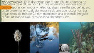 b) Anemocoria .-Es la dispersión por el aire. En una columna de
atmósfera de 4.200 m por 1 km. Los organismos menores de 0,1
como esporas de hongos y helechos, algas, semillas pequeñas, etc.
están presentes en cualquier muestra de aire que recojamos. Los
organismos de más de 0,1 mm mantienen una presencia irregular
el aire, utilizando alas, hilos de seda, flotadores, etc.
 