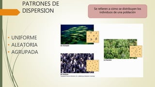 PATRONES DE
DISPERSION
• UNIFORME
• ALEATORIA
• AGRUPADA
Se refieren a cómo se distribuyen los
individuos de una población
 