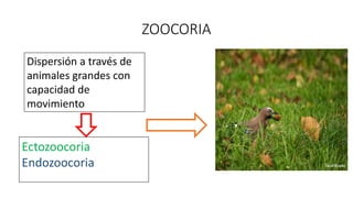 ZOOCORIA
Dispersión a través de
animales grandes con
capacidad de
movimiento
Ectozoocoria
Endozoocoria
 