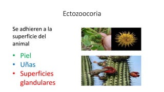 Ectozoocoria
Se adhieren a la
superficie del
animal
• Piel
• Uñas
• Superficies
glandulares
 