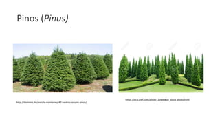 Pinos (Pinus)
https://es.123rf.com/photo_22630838_stock-photo.html
http://dominio.fm/instala-monterrey-47-centros-acopio-pinos/
 