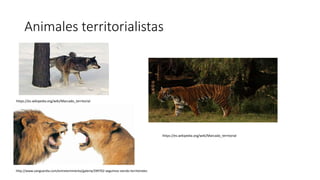 Animales territorialistas
https://es.wikipedia.org/wiki/Marcado_territorial
http://www.vanguardia.com/entretenimiento/galeria/299702-seguimos-siendo-territoriales
https://es.wikipedia.org/wiki/Marcado_territorial
 