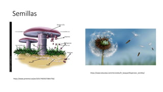 Semillas
https://www.educaixa.com/microsites/El_bosque/Dispersion_semillas/
https://www.pinterest.se/pin/325174035572841756/
 
