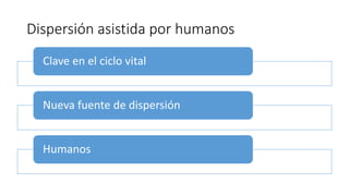 Dispersión asistida por humanos
Clave en el ciclo vital
Nueva fuente de dispersión
Humanos
 
