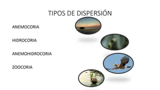 TIPOS DE DISPERSIÓN
ANEMOCORIA
HIDROCORIA
ANEMOHIDROCORIA
ZOOCORIA
 