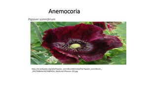Anemocoria
Papaver somniferum
https://es.wikipedia.org/wiki/Papaver_somniferum#/media/File:Papaver_somniferum_-
_K%C3%B6hler%E2%80%93s_Medizinal-Pflanzen-102.jpg
 
