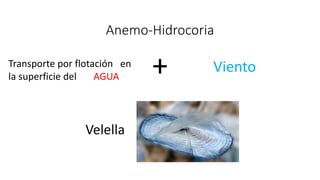Anemo-Hidrocoria
+ VientoTransporte por flotación en
la superficie del AGUA
Velella
 