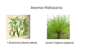 Anemo-Hidrocoria
•
•
• Gramineas (Avena sativa) Juncos ( Cyperus papyrus)
 