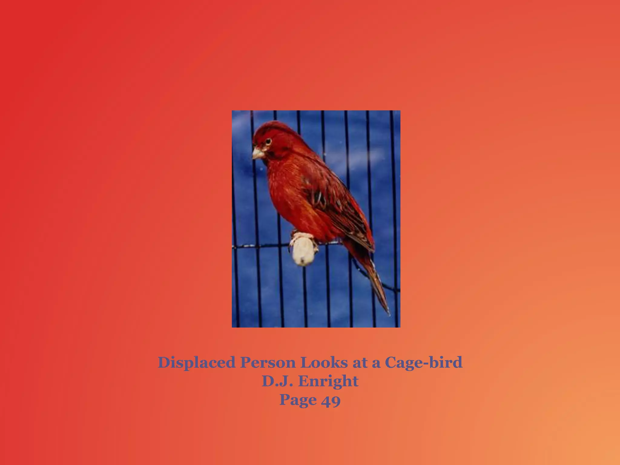displaced-person-looks-at-a-cage-bird-ppt