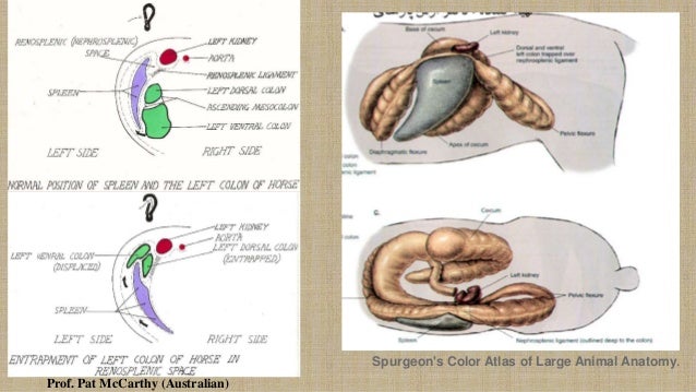 Displacement of large colon in horse