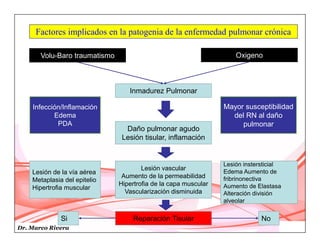 Dr. Marco Rivera
Factores implicados en la patogenia de la enfermedad pulmonar crónica
Volu-Baro traumatismo Oxigeno
Inmadurez Pulmonar
Infección/Inflamación
Edema
PDA
Mayor susceptibilidad
del RN al daño
pulmonar
Daño pulmonar agudo
Lesión tisular, inflamación
Lesión de la vía aérea
Metaplasia del epitelio
Hipertrofia muscular
Lesión vascular
Aumento de la permeabilidad
Hipertrofia de la capa muscular
Vascularización disminuida
Lesión instersticial
Edema Aumento de
fribrinonectiva
Aumento de Elastasa
Alteración división
alveolar
Reparación TisularSi No
 