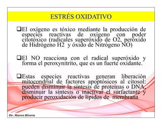 Dr. Marco Rivera
ESTRÉS OXIDATIVO
El oxígeno es tóxico mediante la producción de
especies reactivas de oxígeno con poder
citotóxico (radicales superóxido de O2, peróxido
de Hidrógeno H2 y óxido de Nitrógeno NO)
El NO reacciona con el radical superóxido y
forma el peroxynitrito, que es un fuerte oxidante.
Estas especies reactivas generan liberación
mitocondrial de factores apoptósicos al citosol:
pueden disminuir la síntesis de proteínas o DNA,
disminuir la síntesis o inactivar el surfactante y
producir peroxidación de lípidos de membrana
 