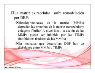 Dr. Marco Rivera
La matriz extracelular sufre remodelación
por DBP:
Metaloproteinasas de la matriz (MMPs)
degradan las proteínas de la matriz extracelular y
colágeno fibrilar. A nivel local, la acción de las
MMPs puede ser inhibida por las TIMPs
(inhibidores tisulares de las MMPs)
En neonatos que desarrollan DBP hay un
disbalance entre MMPs y TIMPs
 