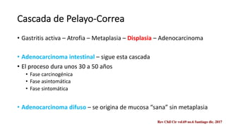 Cascada de Pelayo-Correa
• Gastritis activa – Atrofia – Metaplasia – Displasia – Adenocarcinoma
• Adenocarcinoma intestinal – sigue esta cascada
• El proceso dura unos 30 a 50 años
• Fase carcinogénica
• Fase asintomática
• Fase sintomática
• Adenocarcinoma difuso – se origina de mucosa “sana” sin metaplasia
 