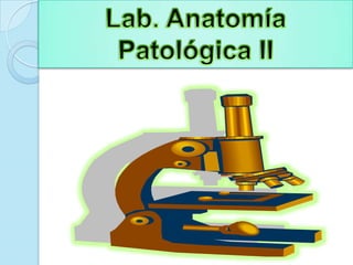 Lab. Anatomía Patológica II 