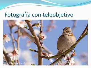 Fotografía con teleobjetivo
