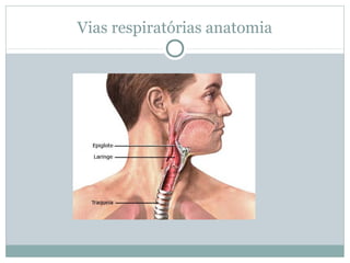 Vias respiratórias anatomia
 
