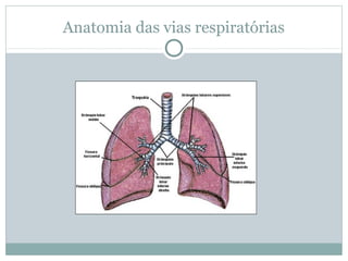 Anatomia das vias respiratórias
 