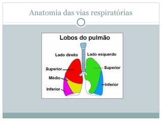 Anatomia das vias respiratórias
 