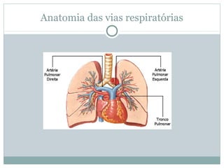 Anatomia das vias respiratórias
 