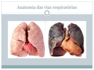Anatomia das vias respiratórias
 