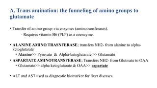 Disposal of Nitrogen, Degradation and Synthesis of AminoAcids (2).pptx