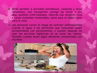  Atrae también a animales domésticos, roedores y otras
sabandijas, que transportan consigo las heces y con
ellas posibles enfermedades. Además esa situación crea
a veces molestias intolerables, tanto para el olfato como
para la vista.
 Las personas corren el riesgo de contraer enfermedades
cuando el agua o los alimentos que consumen están
contaminados con excrementos, o cuando después de
usar los servicios higiénicos no se lavan las manos.
También cuando tocan algún elemento contaminado con
excretas.
 