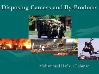 Disposing Carcass and By-Products
Mohammad Hafizur Rahman
 