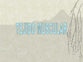 TEJIDO MUSCULAR 