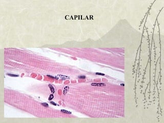 histologia | PPT