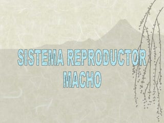 SISTEMA REPRODUCTOR  MACHO 