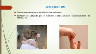 Semiología Táctil
 Sistema de comunicación afectiva en animales.
 También es utilizada por el hombre : beso, abrazo, estrechamiento de
manos, etc.
 