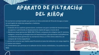 dispositivas urinario.pdf.pdf jjjjjhggfkskdkdkkdkdkdkfjfjfjnxndkd ...