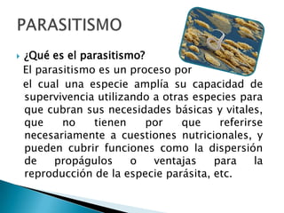  ¿Qué es el parasitismo?
El parasitismo es un proceso por
el cual una especie amplía su capacidad de
supervivencia utilizando a otras especies para
que cubran sus necesidades básicas y vitales,
que no tienen por que referirse
necesariamente a cuestiones nutricionales, y
pueden cubrir funciones como la dispersión
de propágulos o ventajas para la
reproducción de la especie parásita, etc.