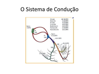 O Sistema de Condução
 