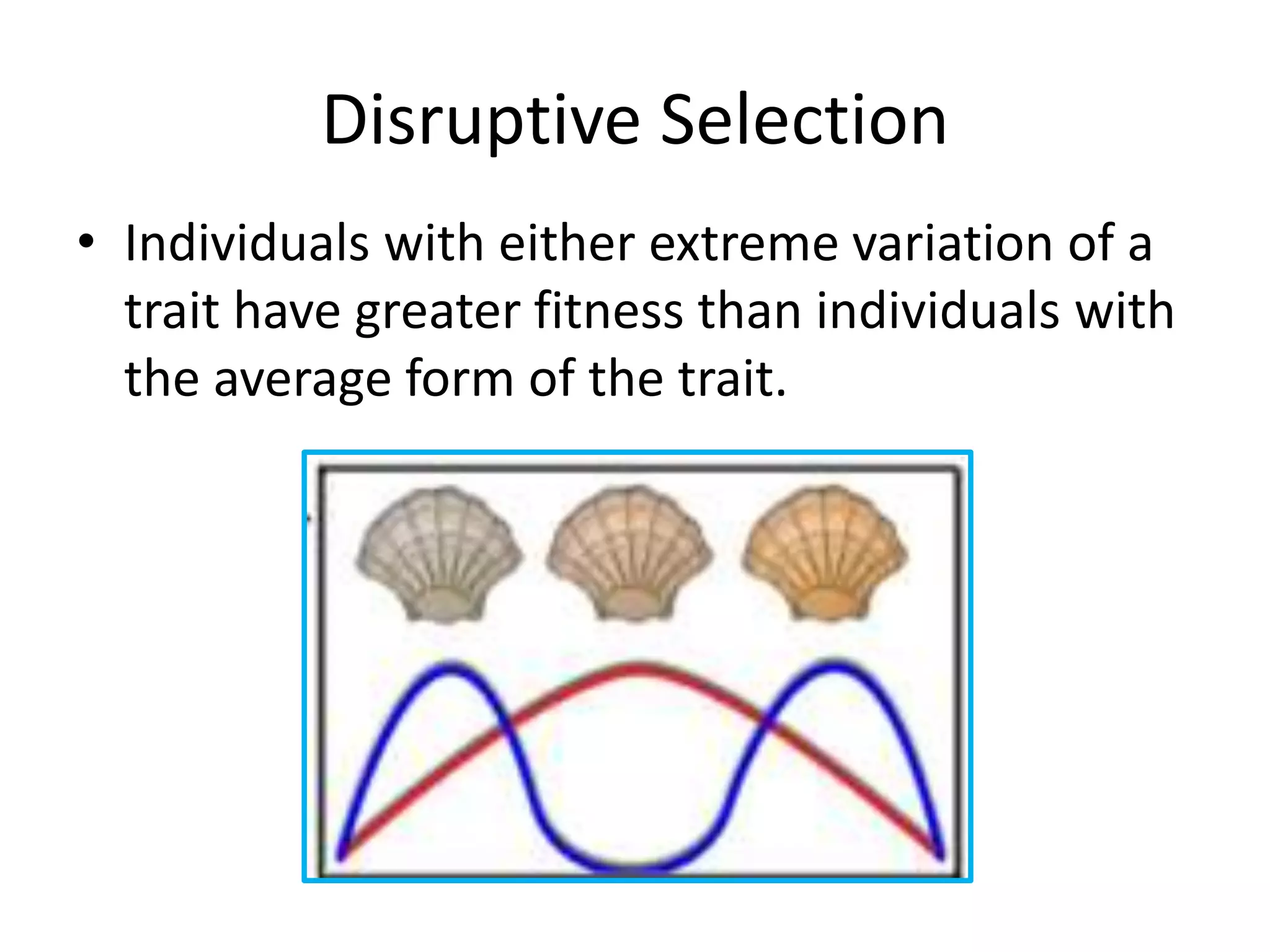 Disruptive Selection
• Individuals with either extreme variation of a
  trait have greater fitness than individuals with
  the average form of the trait.
 