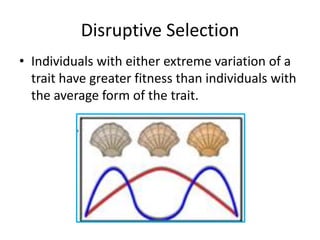 Disruptive Selection
• Individuals with either extreme variation of a
  trait have greater fitness than individuals with
  the average form of the trait.
 