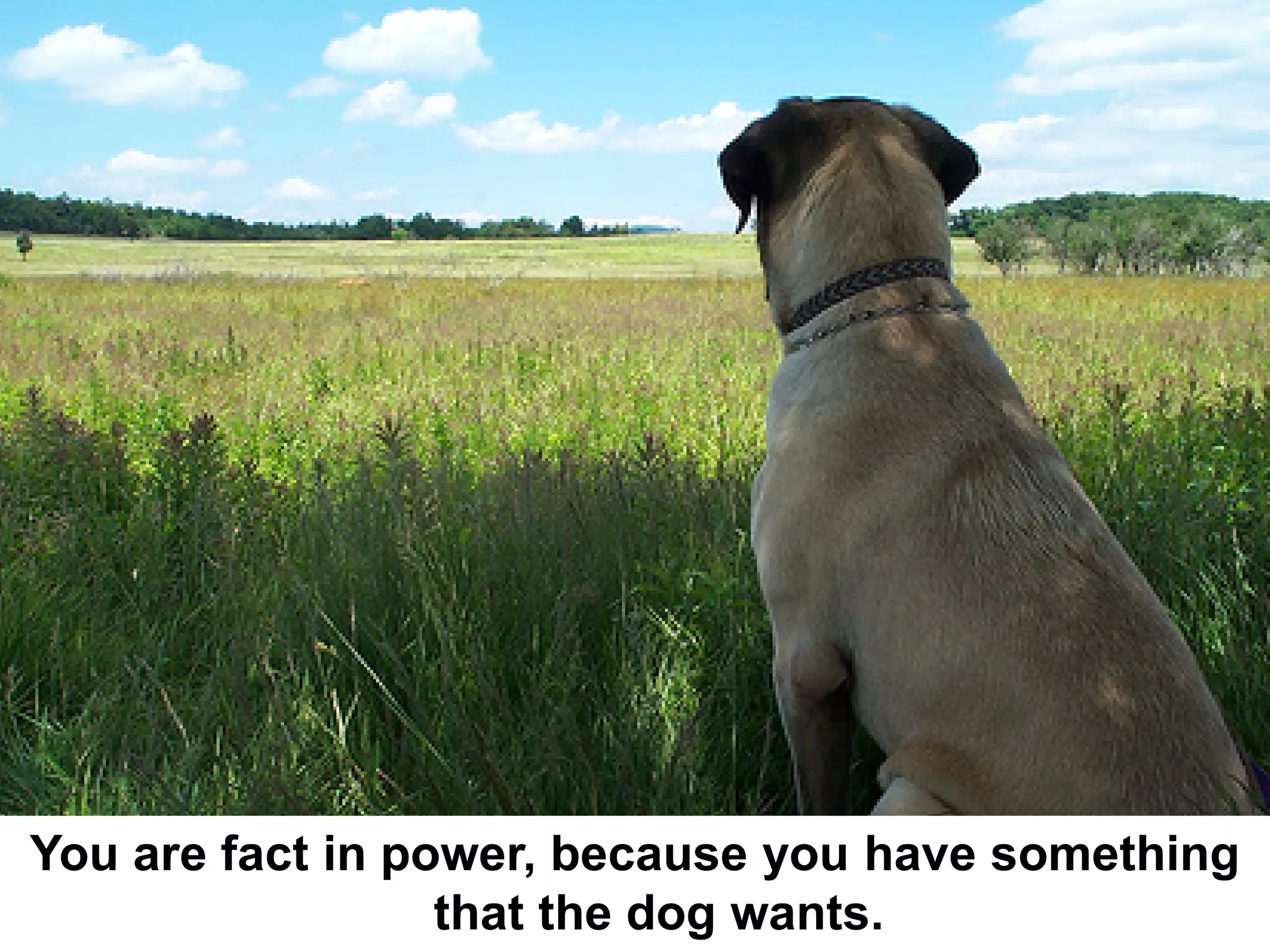 You are fact in power, because you have something
                  that the dog wants.
 