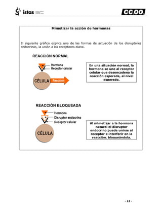- 13 -
Mimetizar la acción de hormonas
El siguiente gráfico explica una de las formas de actuación de los disruptores
endocrinos, la unión a los receptores diana.
En una situación normal, la
hormona se une al receptor
celular que desencadena la
reacción esperada, al nivel
esperado.
Al mimetizar a la hormona
natural el disruptor
endocrino puede unirse al
receptor e interferir en la
reacción, bloqueándola.
 