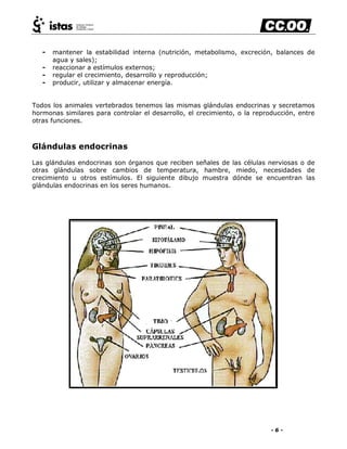 - 6 -
- mantener la estabilidad interna (nutrición, metabolismo, excreción, balances de
agua y sales);
- reaccionar a estímulos externos;
- regular el crecimiento, desarrollo y reproducción;
- producir, utilizar y almacenar energía.
Todos los animales vertebrados tenemos las mismas glándulas endocrinas y secretamos
hormonas similares para controlar el desarrollo, el crecimiento, o la reproducción, entre
otras funciones.
Glándulas endocrinas
Las glándulas endocrinas son órganos que reciben señales de las células nerviosas o de
otras glándulas sobre cambios de temperatura, hambre, miedo, necesidades de
crecimiento u otros estímulos. El siguiente dibujo muestra dónde se encuentran las
glándulas endocrinas en los seres humanos.
 