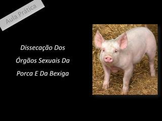 Dissecação Dos
Órgãos Sexuais Da

Porca E Da Bexiga

 