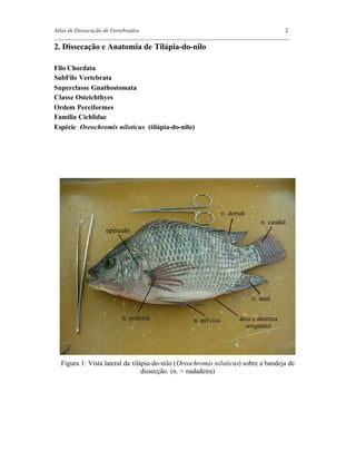 Atlas de Dissecação de Vertebrados 2
_________________________________________________________________________________
2. Dissecação e Anatomia de Tilápia-do-nilo
Filo Chordata
SubFilo Vertebrata
Superclasse Gnathostomata
Classe Osteichthyes
Ordem Perciformes
Família Cichlidae
Espécie: Oreochromis niloticus (tilápia-do-nilo)
Figura 1: Vista lateral da tilápia-do-nilo (Oreochromis niloticus) sobre a bandeja de
dissecção. (n. = nadadeira)
 