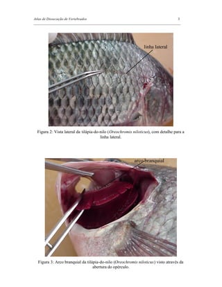 Atlas de Dissecação de Vertebrados 3
_________________________________________________________________________________
Figura 2: Vista lateral da tilápia-do-nilo (Oreochromis niloticus), com detalhe para a
linha lateral.
Figura 3: Arco branquial da tilápia-do-nilo (Oreochromis niloticus) visto através da
abertura do opérculo.
 