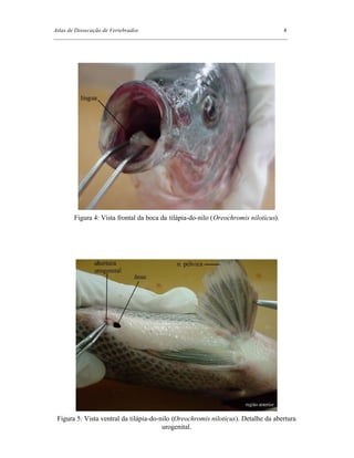 Atlas de Dissecação de Vertebrados 4
_________________________________________________________________________________
Figura 4: Vista frontal da boca da tilápia-do-nilo (Oreochromis niloticus).
Figura 5: Vista ventral da tilápia-do-nilo (Oreochromis niloticus). Detalhe da abertura
urogenital.
 